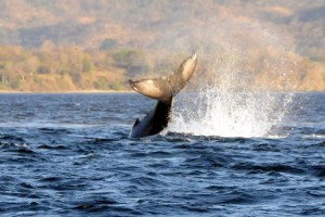 whale watching catamaran